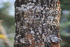 Alangium salviifolium